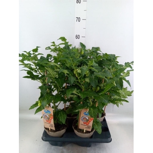 Solanum lycopersicum   ...