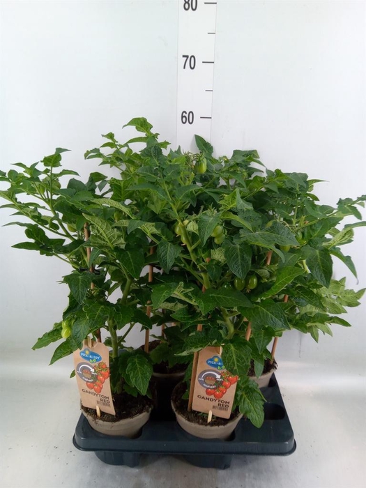 <h4>Solanum lycopersicum   ...</h4>