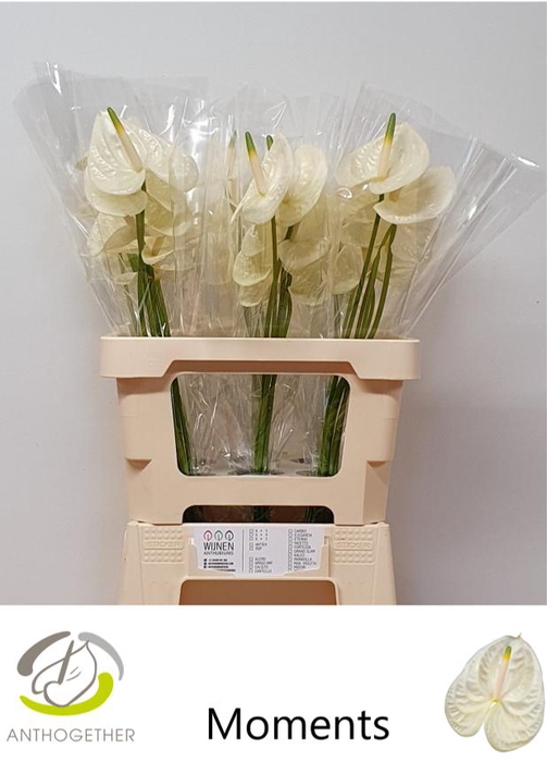 <h4>Anthurium Moments</h4>