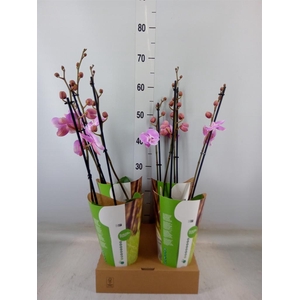 Phalaenopsis   ...rose