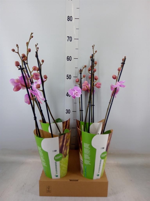 <h4>Phalaenopsis ...rose</h4>