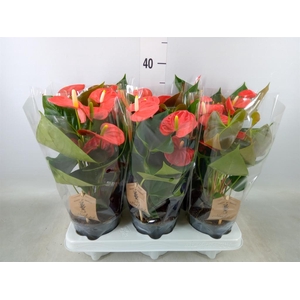 Anthurium andr. 'FC cinemato'