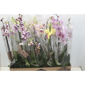 PHALAENOPSIS P12 2 HT