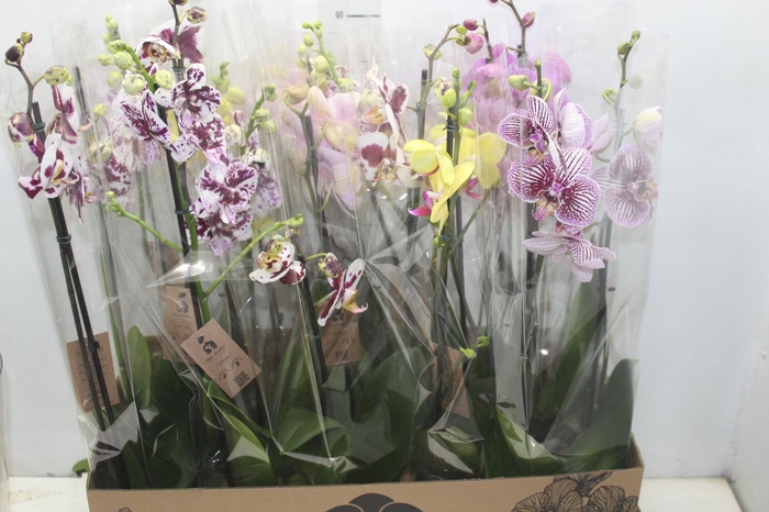 <h4>PHALAENOPSIS P12 2 HT</h4>