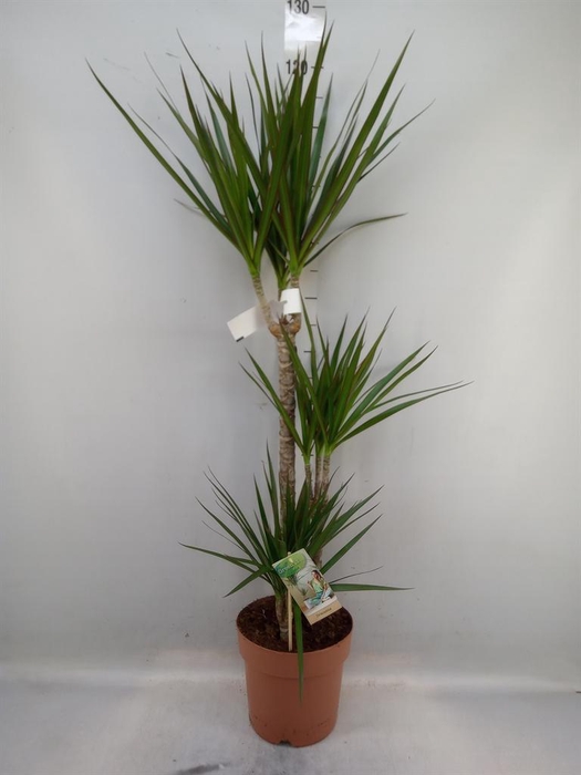 <h4>Dracaena marg.</h4>
