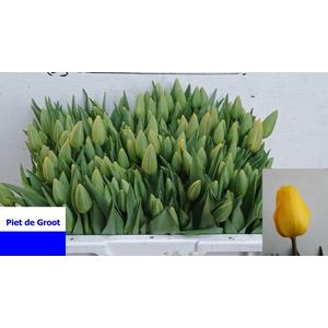 TU EN GOLD PARADE ( PLUK )