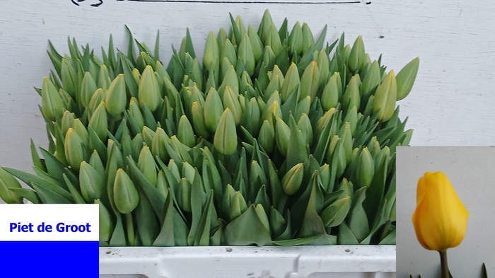 <h4>TU EN GOLD PARADE ( PLUK )</h4>