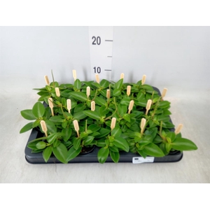 Peperomia pros. 'Pixie'