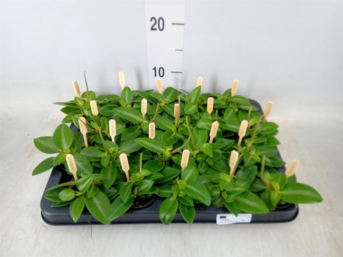 <h4>Peperomia pros. 'Pixie'</h4>
