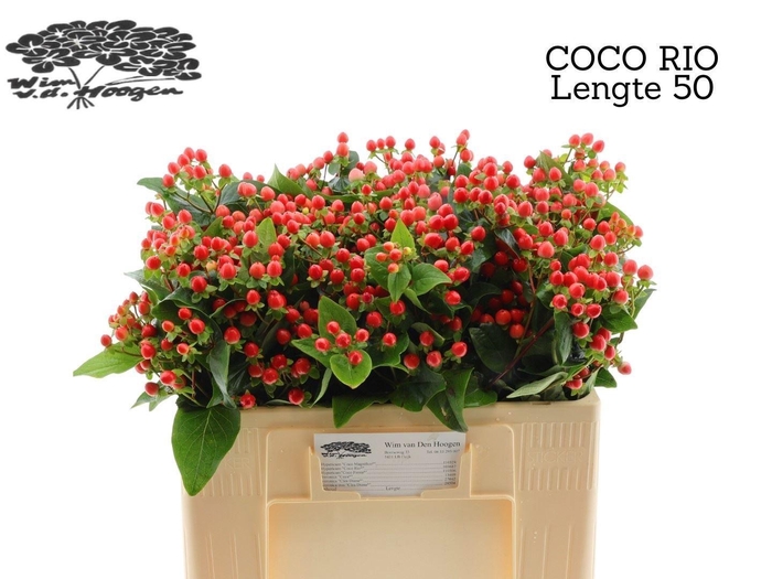 <h4>HYPER COCO RIO</h4>