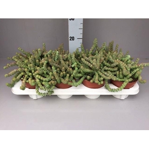 Crassula marnieriana