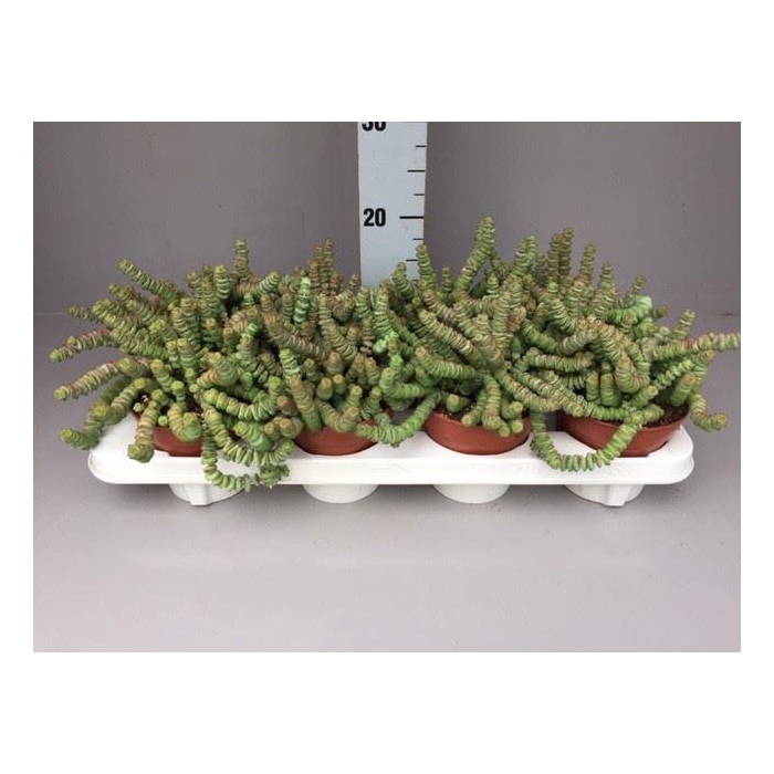 <h4>Crassula marnieriana</h4>