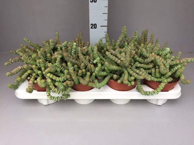 <h4>Crassula marnieriana</h4>