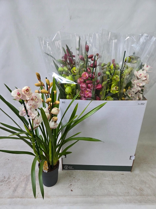 <h4>CYMB GEMENGD</h4>