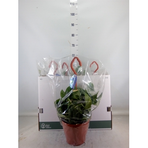 Scindapsus pictus 'Trebie'