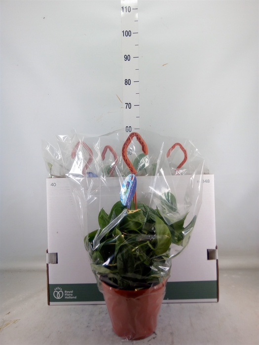 <h4>Scindapsus pictus 'Trebie'</h4>
