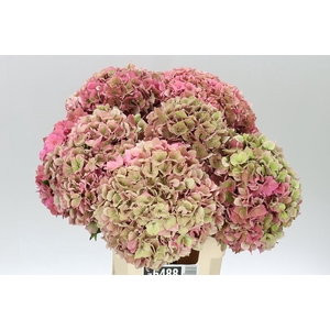 Hyd Rodeo Cerise Classic