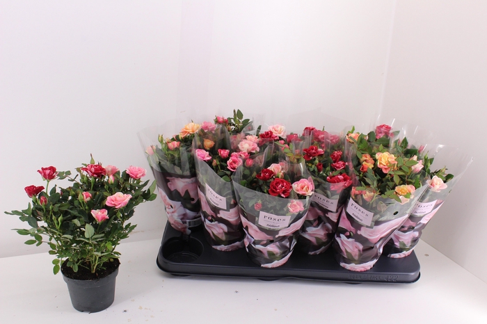 <h4>RO VICTORY GEM</h4>