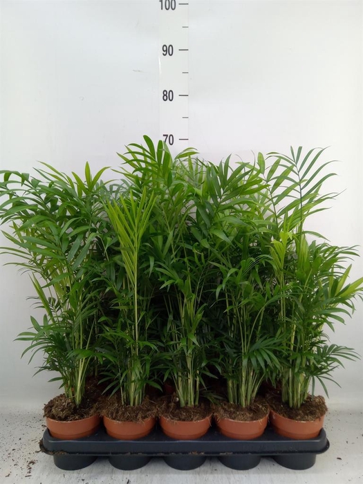 <h4>Chamaedorea elegans</h4>