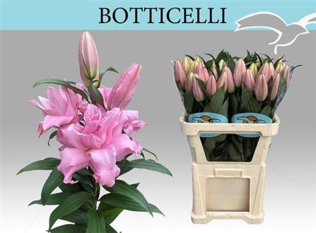 <h4>Li Or Du Botticelli</h4>