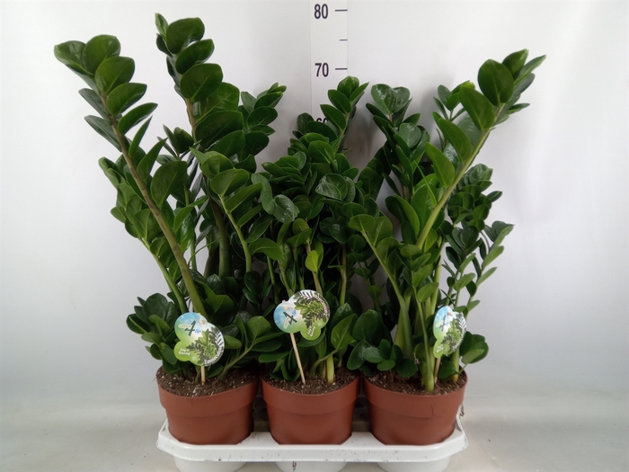 <h4>Zamioculcas zamiifolia 'Midori'</h4>