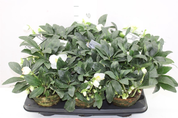 <h4>Helleborus Ni Winter Fleur 30+ Xl In Stenen Pot</h4>