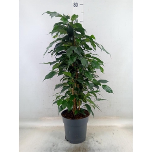 Ficus benja.   ...mix