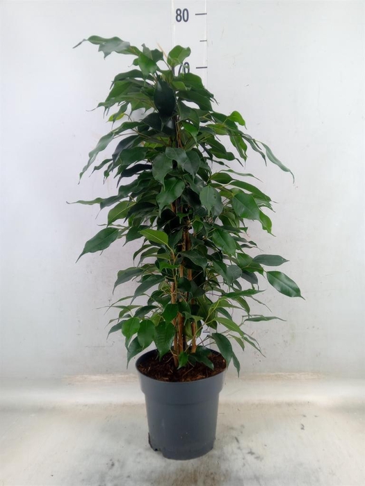 <h4>Ficus benja.   ...mix</h4>