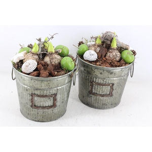 arr4 Hyacint MB - Zink emmer green x3