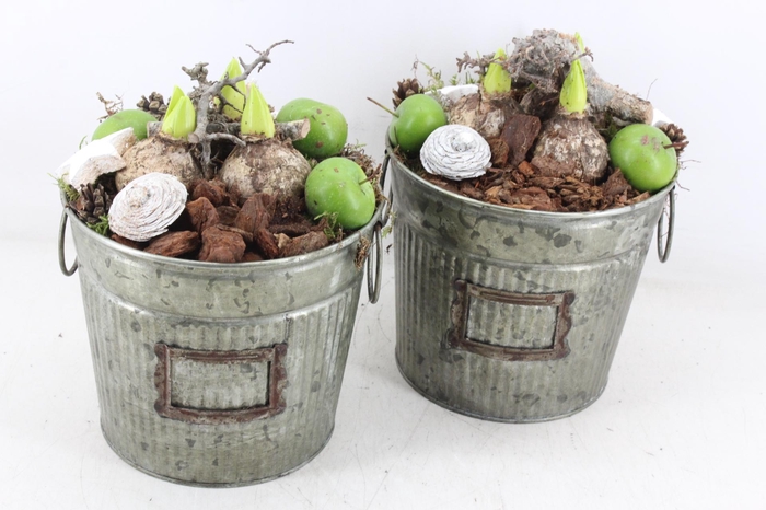 <h4>arr4 Hyacint MB - Zink emmer green x3</h4>