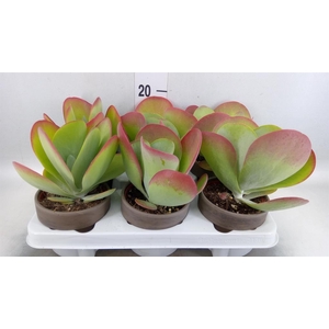 Kalanchoe NF thyrsiflora