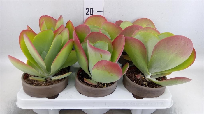 <h4>Kalanchoe NF thyrsiflora</h4>