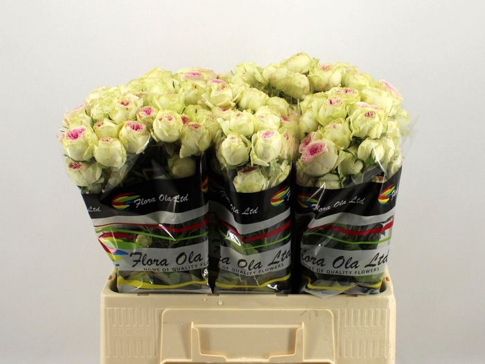 <h4>R TR GELATO</h4>