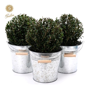 Ilex crenata 'Jenny'® Ball Ø20cm P17 in Zinc Old-Look
