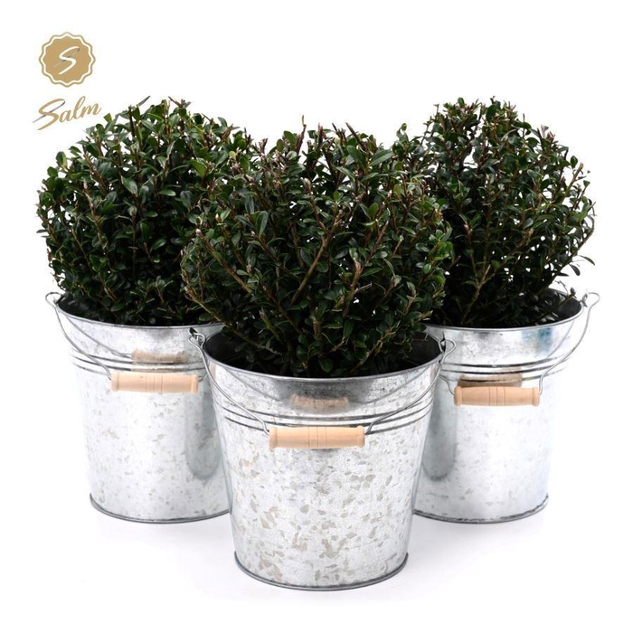 <h4>Ilex crenata 'Jenny'® Ball Ø20cm P17 in Zinc Old-Look</h4>