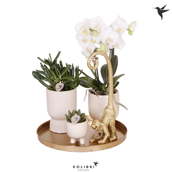 <h4>Kolibri Green up your home gift set Luxury Living</h4>