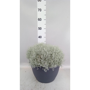 Leucophyta brownii