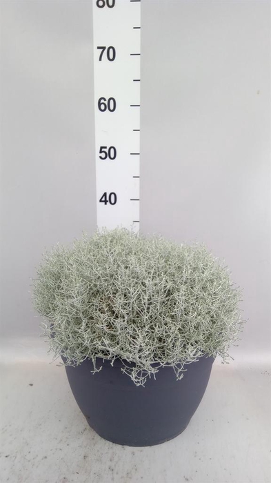<h4>Leucophyta brownii</h4>