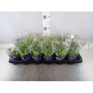 Senecio rowleyanus