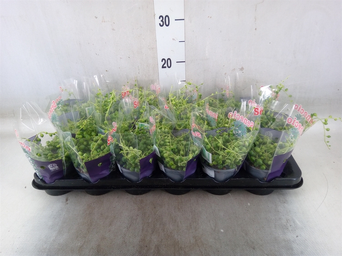 <h4>Senecio rowleyanus</h4>