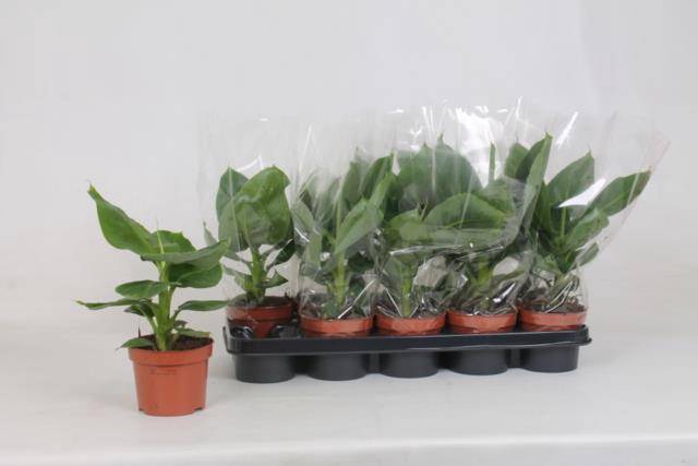 <h4>MUSA TROPICANA</h4>