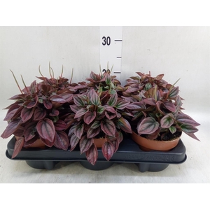 Peperomia caperata 'Cayenne'