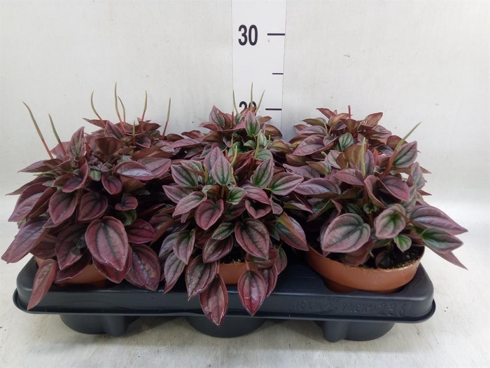 <h4>Peperomia caperata 'Cayenne'</h4>