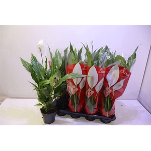 arr8 Spath Sweet Chico