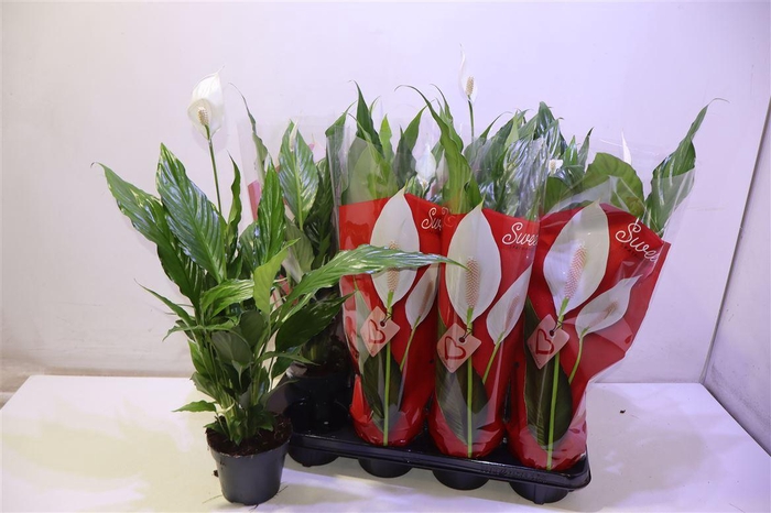 <h4>arr8 Spath Sweet Chico</h4>