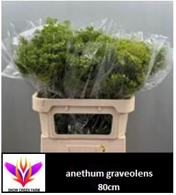 <h4>ANET GRAVEOLENS</h4>