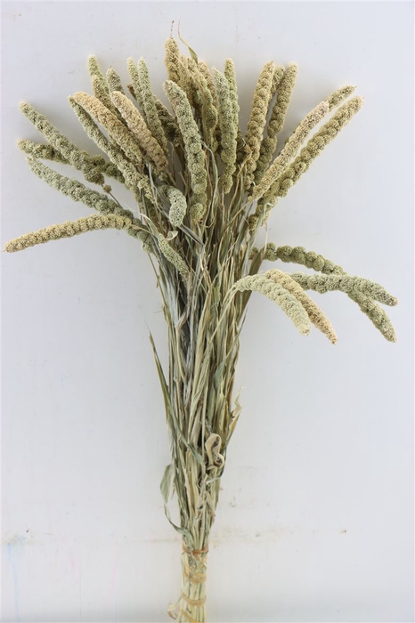 <h4>Dried Sorghum Natural Bunch Kort (fr)</h4>