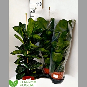 FICUS LYRATA