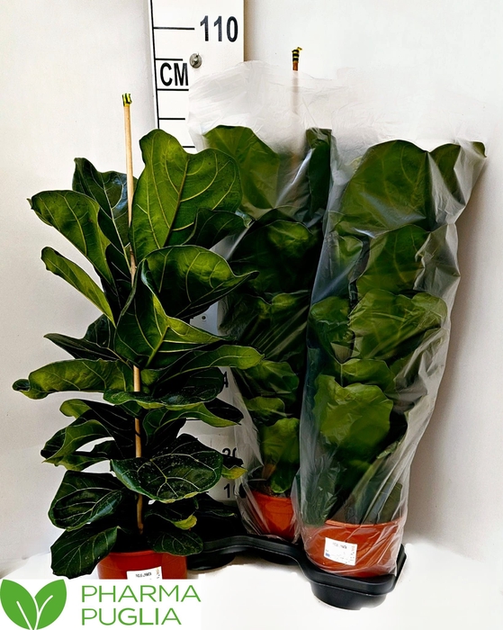 <h4>FICUS LYRATA</h4>