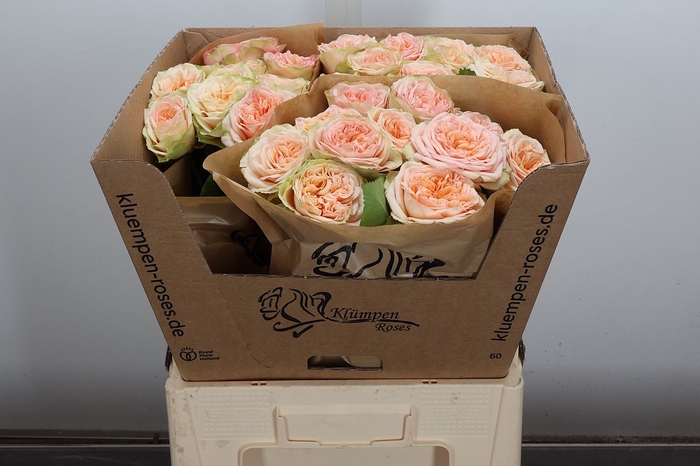 <h4>R Gr Amberley Park!</h4>